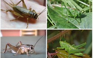 Diferències de cricket i llagosta