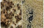 Millet contre les fourmis dans le pays