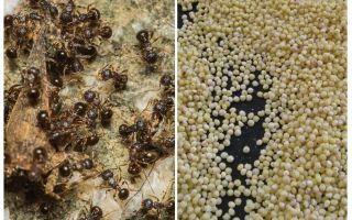 Millet contra les formigues del país
