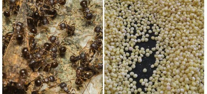 Millet contro le formiche nel paese