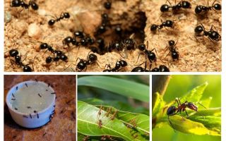 ما النمل خائفون من