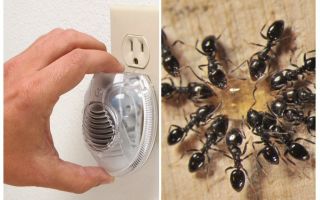 Efficace repellente per le formiche ad ultrasuoni