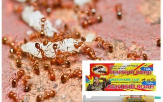 علاج كبير النمل المحارب