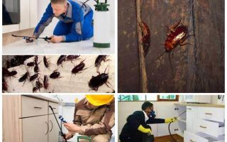 Combattere gli scarafaggi in un appartamento a casa