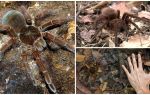 Mô tả và hình ảnh của loài nhện goliath
