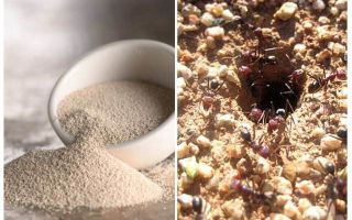 الخميرة ضد النمل في البلاد