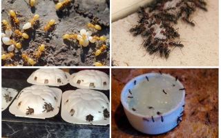 Hur bli av med gula myror i sommarstugan eller trädgården