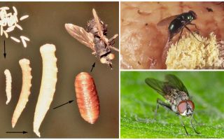 Vad händer om du äter ägg eller flyger larver