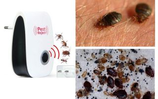 Qu'est-ce qui a peur des insectes domestiques, des remèdes populaires?