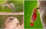Människor med vilka blodgruppen oftast bitas av myggor