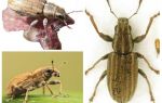 Tuber Weevil - Plågor av baljväxter
