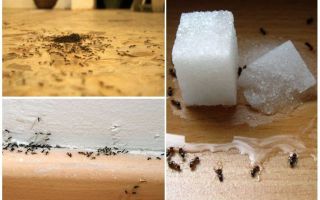 Hoe mieren uit een appartement thuis te verwijderen