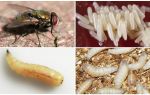 Mô tả và hình ảnh của ấu trùng và trứng ruồi