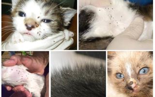 Cum să eliminați puricii într-o pisică care alăptează și pisoi nou-născuți