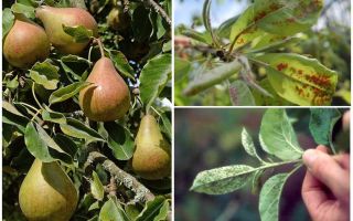 Hur bli av bladluor på päron