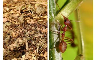 ما هو النمل مفيدة