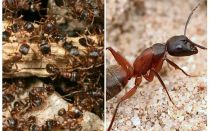 Горски червени мравки