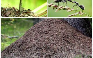 Ağaç karıncalarının hangi tarafında karınca yuvası olacak?