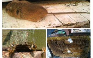 Jak řídit myš z úlu v zimě av létě