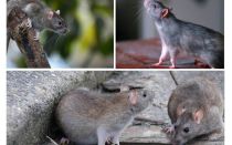 Combien d'années les rats ont-ils vécu?