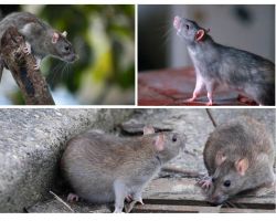 كم سنة تعيش الفئران