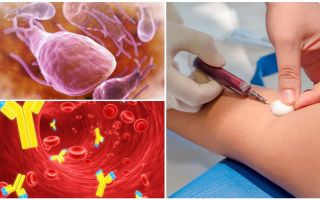 Lamblia için kan testi: ne, nasıl ve nerede geçecek, maliyet ve kod çözme