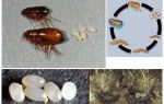 O ciclo de vida de uma pulga, como os ovos e larvas de pulgas parecem