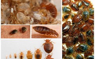 Điều gì và làm thế nào để xử lý quần áo và những thứ từ bedbugs