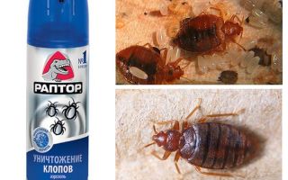 Bedbugs gelen Raptor anlamına gelir