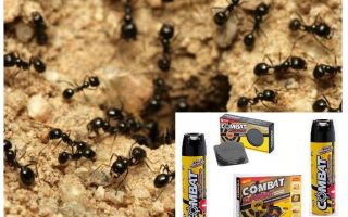 النمل مكافحة المعالجات