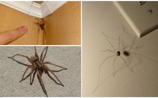 Dove e perché nell'appartamento o casa un sacco di ragni