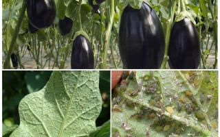 Hur man kämpar hemma med bladlus på aubergine