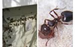 النمل يعيش في العزل