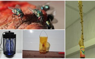 Как да се справим с мухите в страната