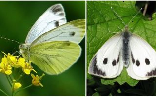 Beskrivning och bilder av larver och kålfjärilar