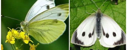 Описание и снимки на гъсеници и зеле пеперуди