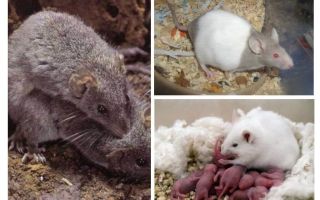 Șoareci de reproducere
