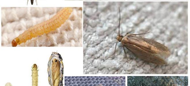 Är moth rädd för frost och kallt