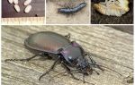 Beskrivning och foto av markbaggar