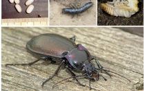 Descrizione e foto degli scarabei a terra