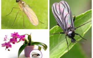 Wat te doen als de muggen worden gefokt in de orchideeën