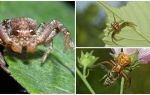 Mô tả và hình ảnh của nhện cua (không đẳng phương bokhoda)