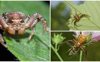 Description et photo de l'araignée crabe (bokhoda non isométrique)
