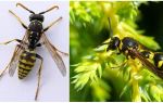 O que são vespas, fotos e descrições de diferentes tipos de vespas