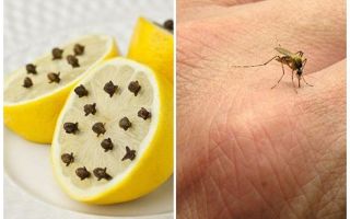 Limone con spicchi di zanzara per bambini e adulti
