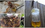 Trappole fatte in casa per calabroni e vespe