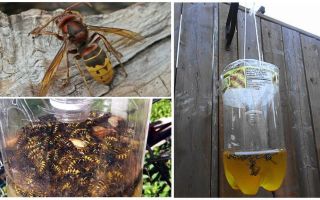 Căpriori de casă pentru viespi și viespi