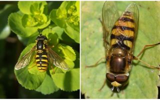 Descrierea și fotografia unei muște dungate asemănătoare unei viespe