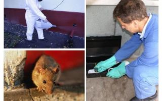 Extermination de rats et de souris par des services spécialisés