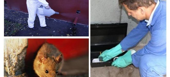 Exterminarea șobolanilor și șoarecilor de către serviciile specializate